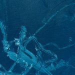 Deep blue sea