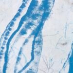 Jellyfish – Light touch