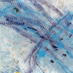 Jellyfish – Fragile reflections