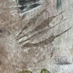Jellyfish – Millions years ago