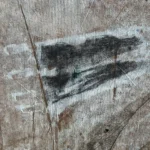 Jellyfish – Millions years ago