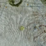 Jellyfish – Millions years ago