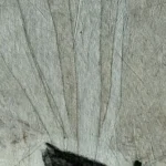 Jellyfish – Millions years ago