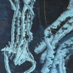 Jellyfish – Sleepy Eye