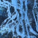 Jellyfish – Ocean Roots