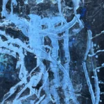 Jellyfish – Ocean Roots