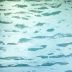 WAVES
